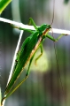Hepokatti4 600px